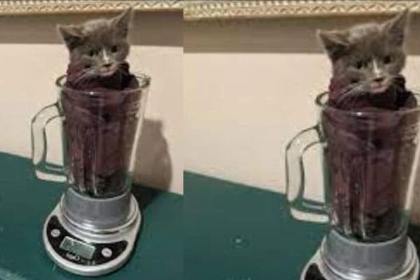 Latest News Cat Getting Blended Video