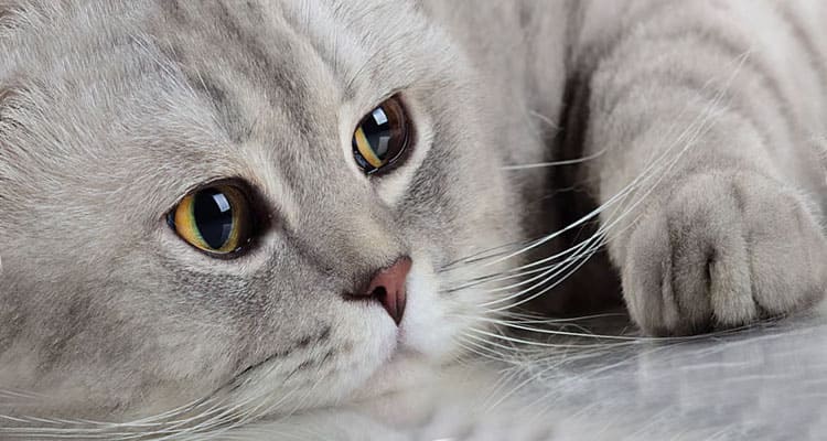 Latest News Cat in Blender Instagram