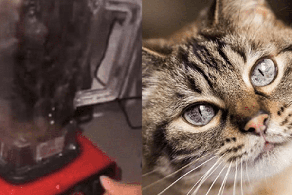 Latest News Cat In Blender Original Video Twitter
