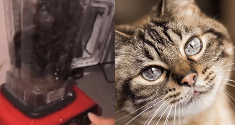 Latest News Cat In Blender Original Video Twitter